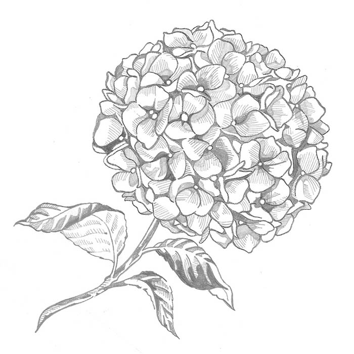 Hydrangea original illustration